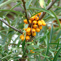 Oblepiha