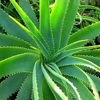 Aloe