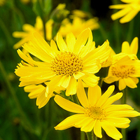 Arnica