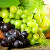 Vinograd_plod