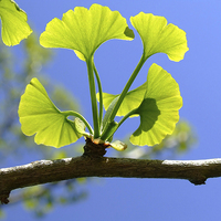 Ginkgo