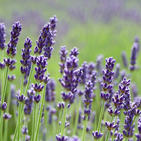 Lavanda
