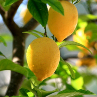 Limon