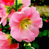 Malva