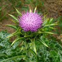Rastoropsha