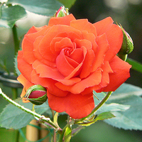 Rosa