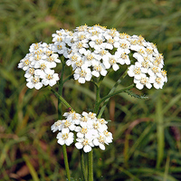 Tisiaccheletnik