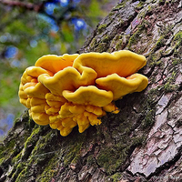 Chaga